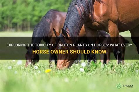 4 Toxic Plants Every Horse Owner Must Know About and How to .